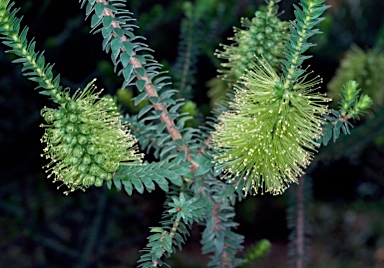 APII jpeg image of Melaleuca diosmifolia  © contact APII