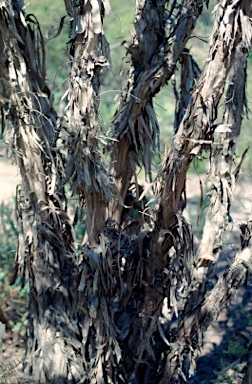 APII jpeg image of Melaleuca elliptica  © contact APII