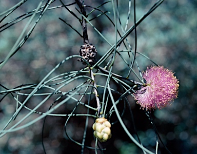 APII jpeg image of Melaleuca filifolia  © contact APII