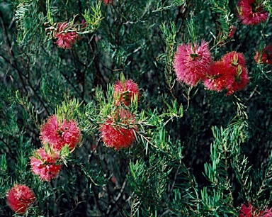 APII jpeg image of Melaleuca fulgens subsp. fulgens  © contact APII