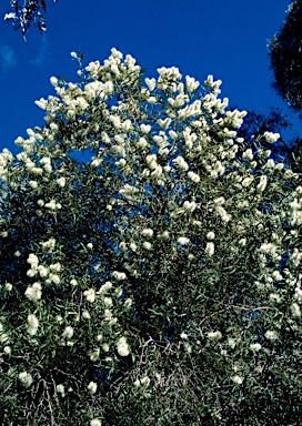 APII jpeg image of Melaleuca groveana  © contact APII