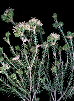 APII jpeg image of Melaleuca halmaturorum  © contact APII