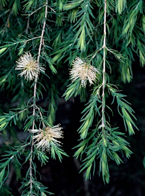 APII jpeg image of Melaleuca incana subsp. incana  © contact APII