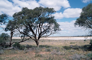 APII jpeg image of Melaleuca lanceolata  © contact APII