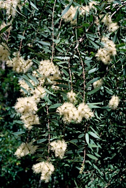 APII jpeg image of Melaleuca leucadendra  © contact APII