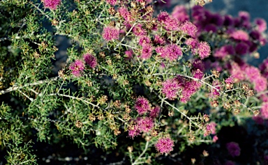 APII jpeg image of Melaleuca leuropoma  © contact APII