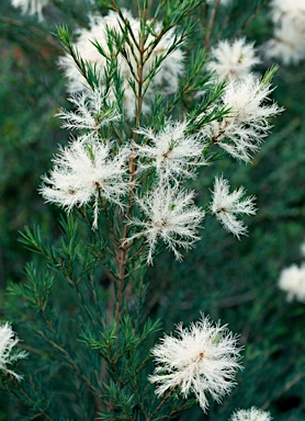 APII jpeg image of Melaleuca linariifolia  © contact APII