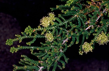 APII jpeg image of Melaleuca blaeriifolia  © contact APII