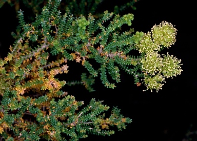 APII jpeg image of Melaleuca blaeriifolia  © contact APII