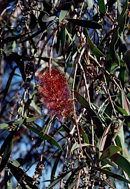 APII jpeg image of Melaleuca nervosa  © contact APII