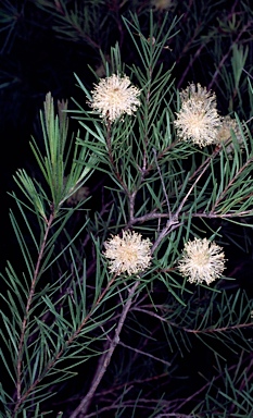 APII jpeg image of Melaleuca nodosa  © contact APII