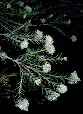 APII jpeg image of Melaleuca pauperiflora  © contact APII