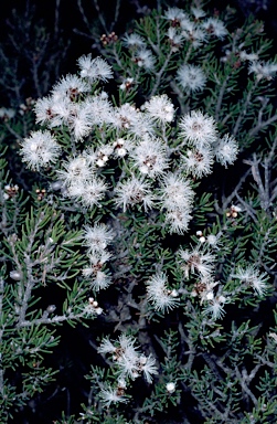 APII jpeg image of Melaleuca pauperiflora subsp. fastigiata  © contact APII