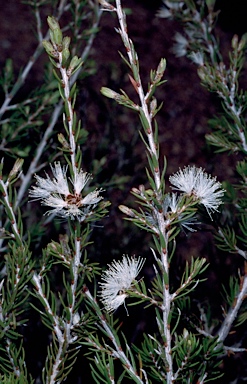 APII jpeg image of Melaleuca pauperiflora subsp. pauperiflora  © contact APII