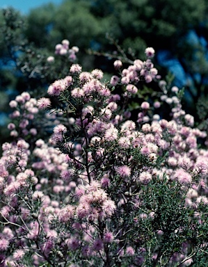 APII jpeg image of Melaleuca pentagona  © contact APII