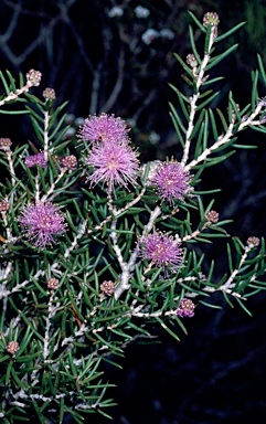 APII jpeg image of Melaleuca pentagona var. pentagona  © contact APII