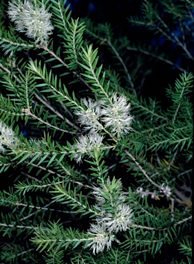 APII jpeg image of Melaleuca preissiana  © contact APII