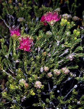 APII jpeg image of Melaleuca psammophila  © contact APII