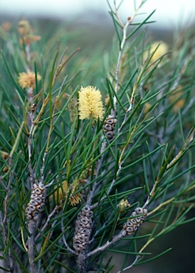 APII jpeg image of Melaleuca pungens  © contact APII