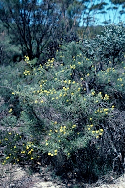 APII jpeg image of Melaleuca pungens  © contact APII