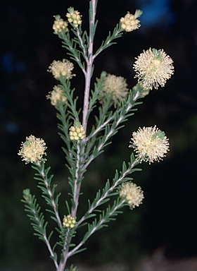 APII jpeg image of Melaleuca pustulata  © contact APII