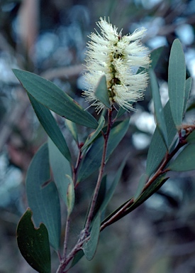 APII jpeg image of Melaleuca quinquenervia  © contact APII