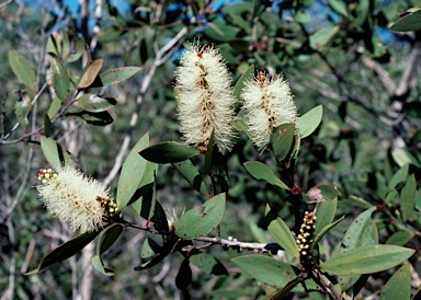 APII jpeg image of Melaleuca quinquenervia  © contact APII