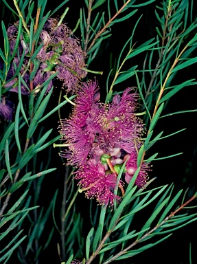 APII jpeg image of Melaleuca radula  © contact APII