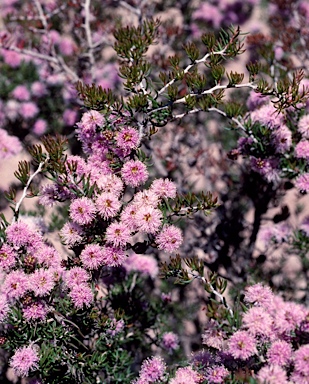 APII jpeg image of Melaleuca rigidifolia  © contact APII