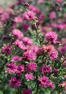 APII jpeg image of Melaleuca seriata  © contact APII