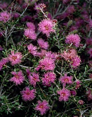 APII jpeg image of Melaleuca seriata  © contact APII