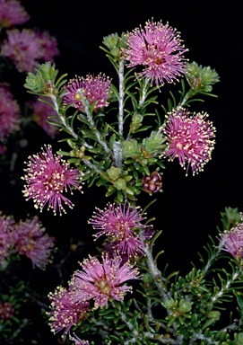 APII jpeg image of Melaleuca seriata  © contact APII