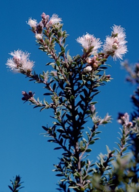 APII jpeg image of Melaleuca sieberi  © contact APII