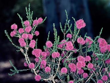 APII jpeg image of Melaleuca spathulata  © contact APII