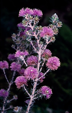 APII jpeg image of Melaleuca squamea  © contact APII