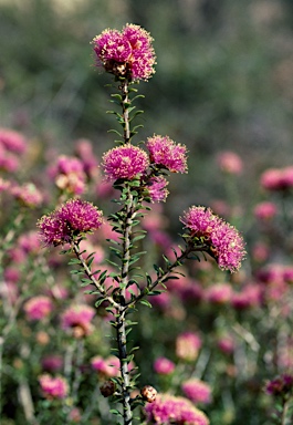 APII jpeg image of Melaleuca amydra  © contact APII