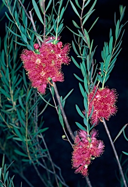 APII jpeg image of Melaleuca fulgens subsp. steedmanii  © contact APII