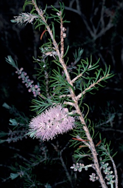 APII jpeg image of Melaleuca subfalcata  © contact APII