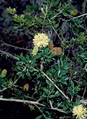 APII jpeg image of Melaleuca thymoides  © contact APII