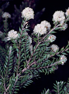 APII jpeg image of Melaleuca tortifolia  © contact APII