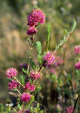 APII jpeg image of Melaleuca parviceps  © contact APII