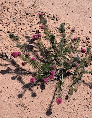 APII jpeg image of Melaleuca trichophylla  © contact APII