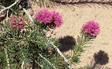 APII jpeg image of Melaleuca trichophylla  © contact APII