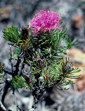 APII jpeg image of Melaleuca trichophylla  © contact APII