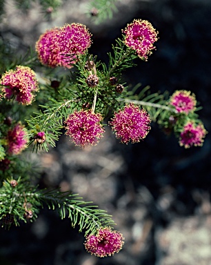 APII jpeg image of Melaleuca trichophylla  © contact APII