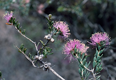 APII jpeg image of Melaleuca tuberculata var. macrophylla  © contact APII