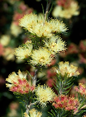 APII jpeg image of Melaleuca urceolaris  © contact APII