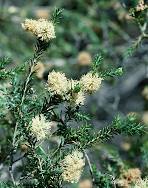 APII jpeg image of Melaleuca viminea subsp. viminea  © contact APII