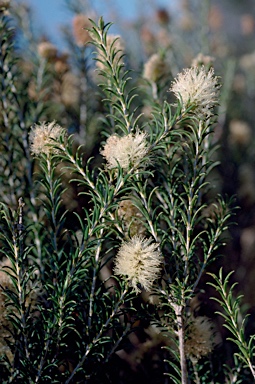 APII jpeg image of Melaleuca viminea subsp. viminea  © contact APII