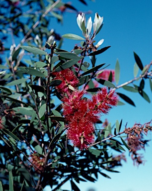 APII jpeg image of Melaleuca viridiflora  © contact APII